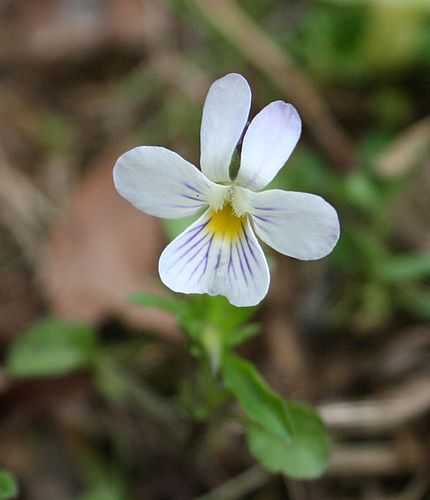 Viola bicolor